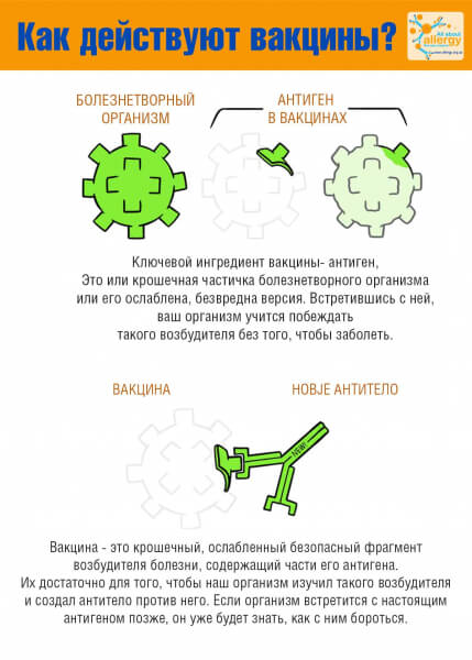 Вакцина от коронавируса как работает