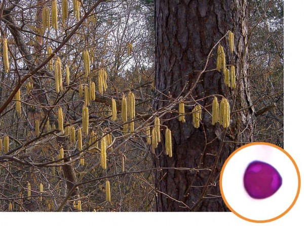 ліщина та її пилок