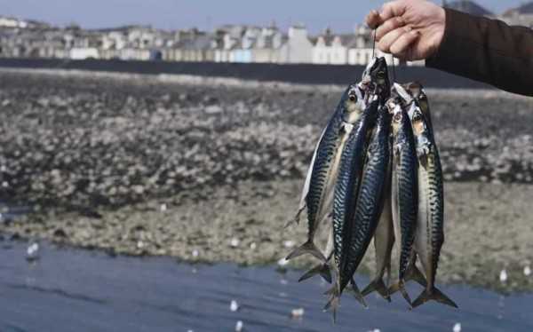 Mackerel fish