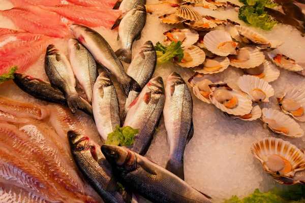 fish