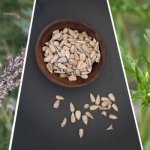 Полынь: характеристика, виды, посадка и уход