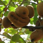 Как быстро почистить киви