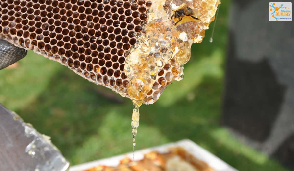 honey