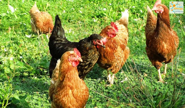 Продукты, которые укрепляют иммунную систему