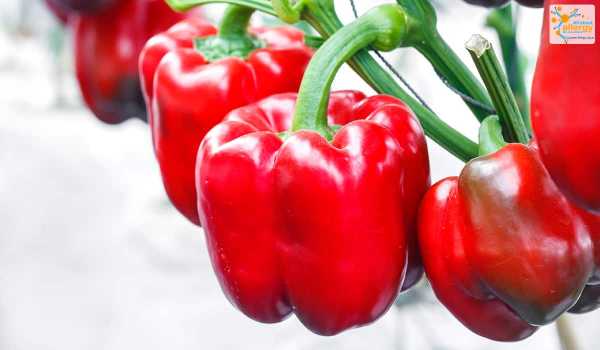 Продукты, которые укрепляют иммунную систему
