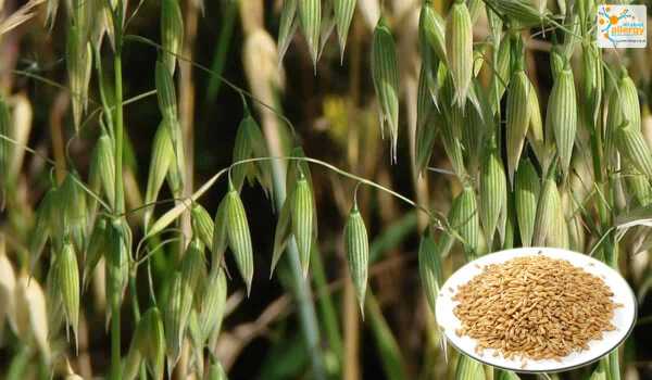 Чем заменить крупы с глютеном: девять вариантов полезных продуктов